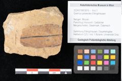 Foto (Objekt + Etikett) von Quercus palaeoilex Ettingshausen (NHMW-GEO-2024-0188-0816)